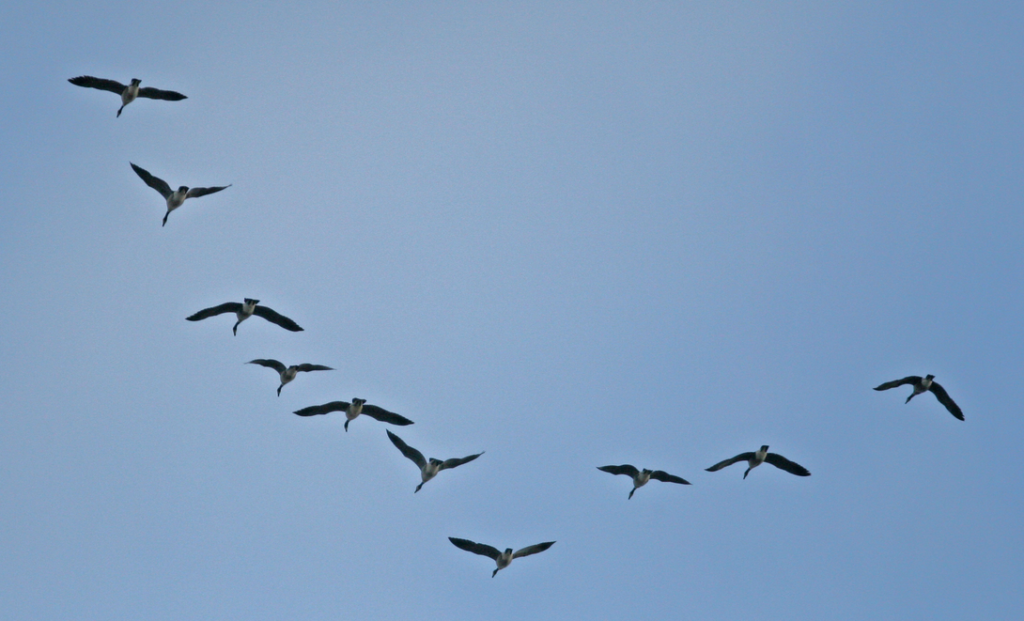 Birds In Flight And The Power Of A Remote Working Team