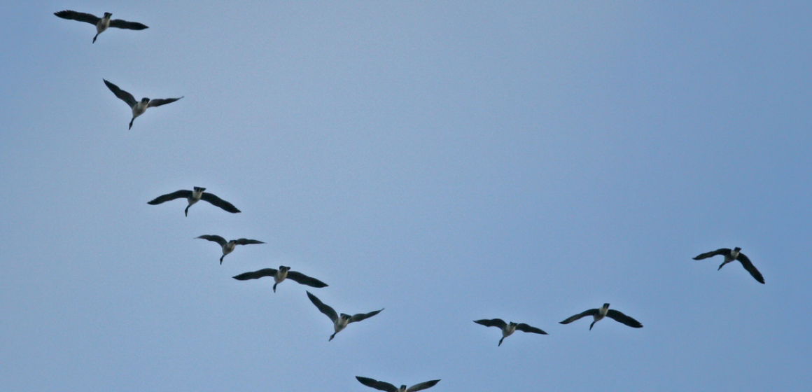fly